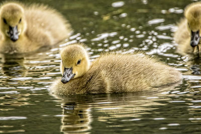 Close-up of duck swimming in lake