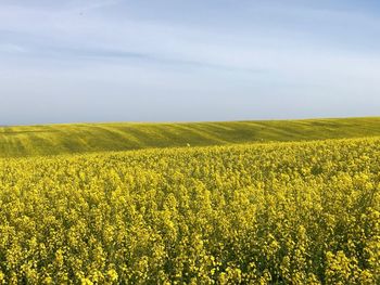 Scenic view of oilseed rape field against sky