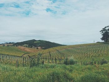 Scenic view of field against sky