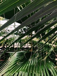 Close-up of plants growing outdoors