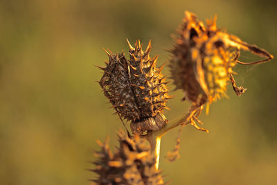 Close-up of dried plant