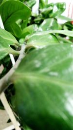 Full frame shot of green leaves
