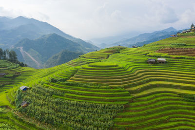 Scenic view of rice paddy