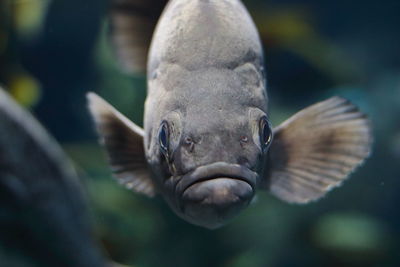 Close-up portrait of turtle swimming