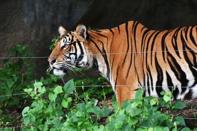 Tiger in a zoo