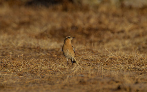 View of bird on field