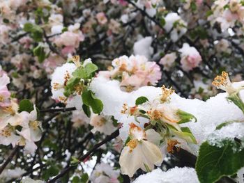 Close-up of white flowers