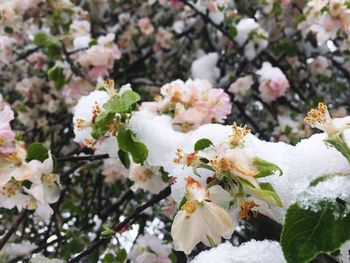 Close-up of white flowers