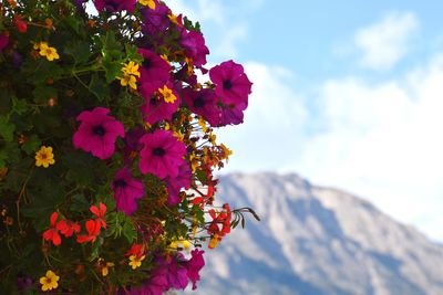 Close-up of pink flowering plant against sky