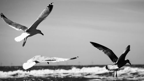 Seagulls flying over sea