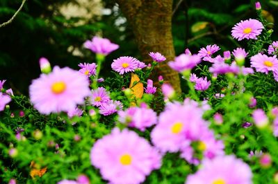 Close-up of flowers blooming outdoors