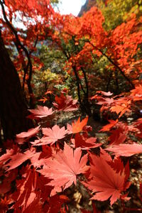 Close-up of maple leaves on tree during autumn