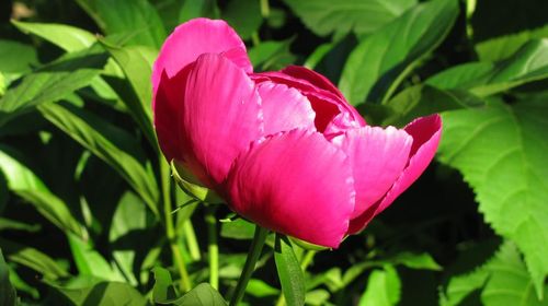 Close-up of pink flowers