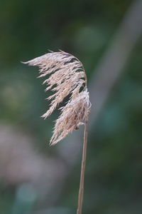 Close-up of wilted plant