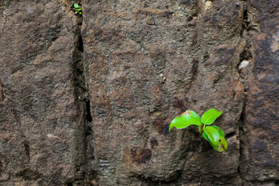 Close-up of ivy growing on tree trunk