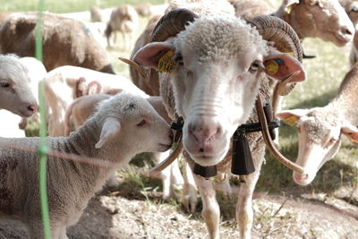 Lamb and ram