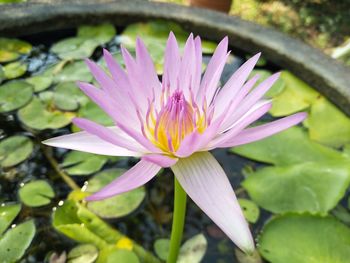 Close-up of water lily in pond