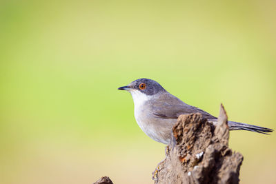 Close-up of bird perching on a tree