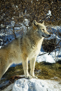 Gray wolves at the international wolf center in ely, minnesota