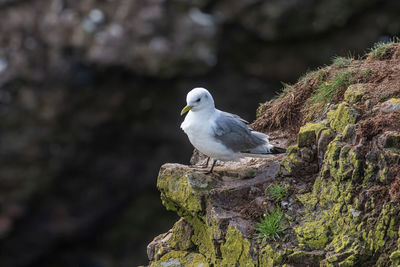 Bird perching on a rock