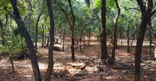 Trees on field in forest