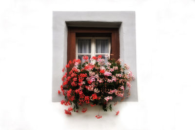 Close up of red flowers