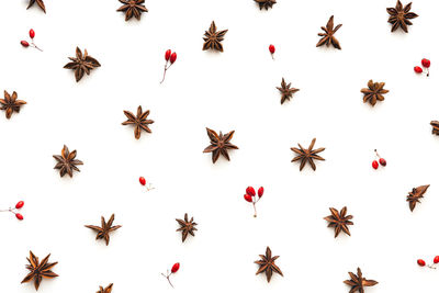 High angle view of berries on white background