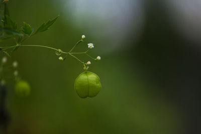 Green seed pod