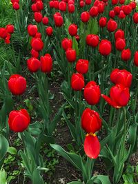 Red poppies in field