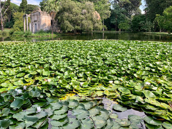 Water lilies on leaves floating in lake