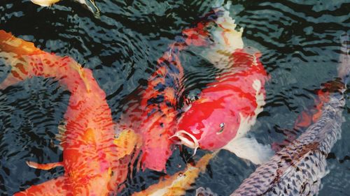 High angle view of koi carps swimming in water