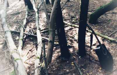 High angle view of trees on field in forest