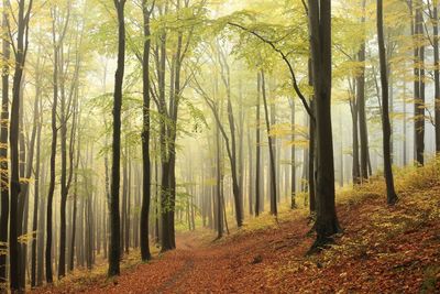 Trees in forest during autumn