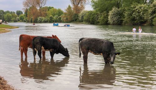 Horses in a lake