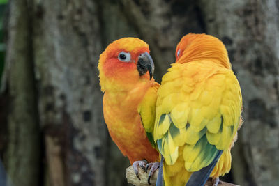 Close-up of parrot perching on branch