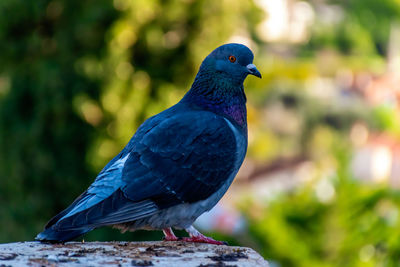 Close-up of pigeon perching