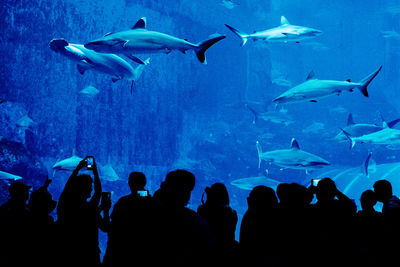 Group of people swimming in aquarium