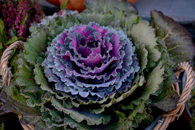 Close-up of succulent plant