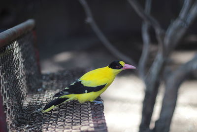 Close-up of bird perching on tree