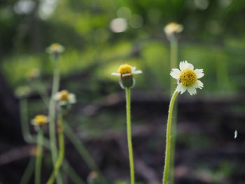 Close-up of yellow flowering plant on field