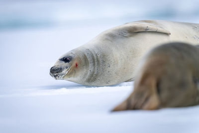 Close-up of crabeater seal resting by another