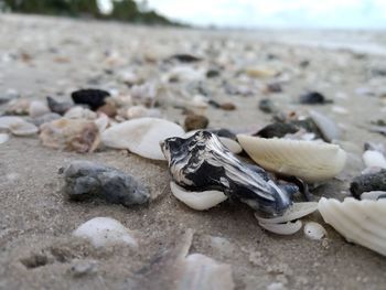 Close-up of shells on sand