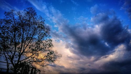 Low angle view of silhouette tree against sky