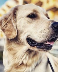 Close-up of dog looking away