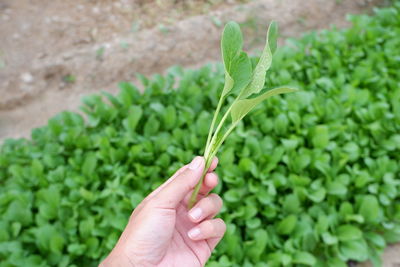 Close-up of hand holding leafy vegetables