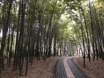 View of bamboo trees in the forest