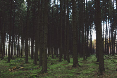 Trees growing in forest