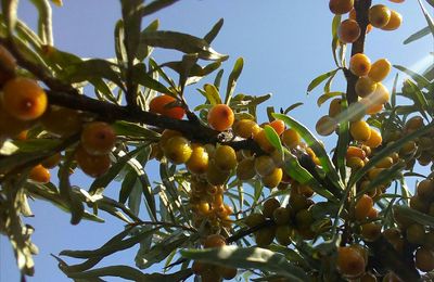 Low angle view of fruits growing on tree against sky