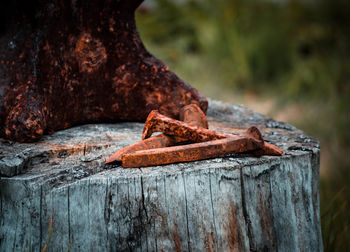 Close-up of old wooden log