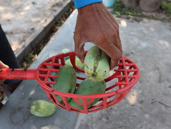High angle view of hand holding fruit in basket